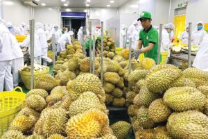 Top 5 Export Fruits of Vietnam