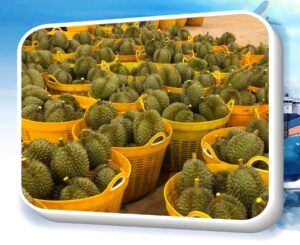 How to Transport Durian Long Distances for Export