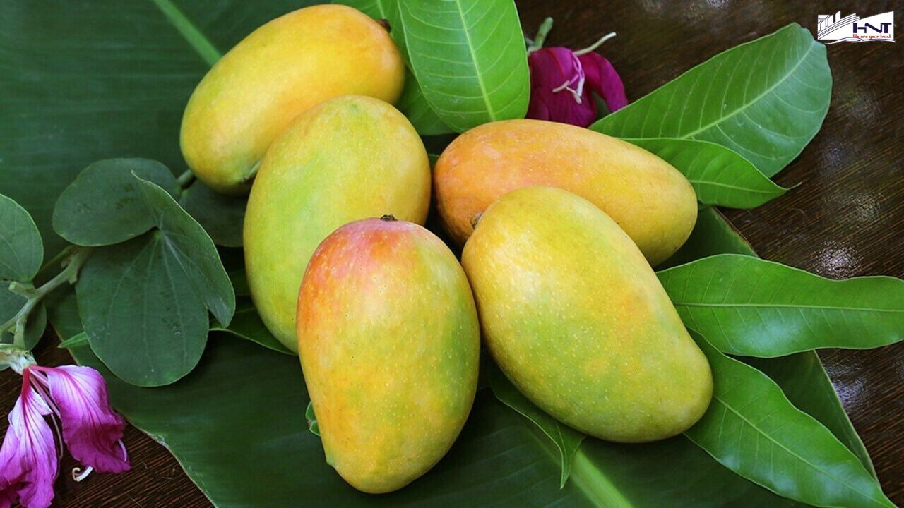 Mango is one of Vietnam's most economically valuable exported fruits.