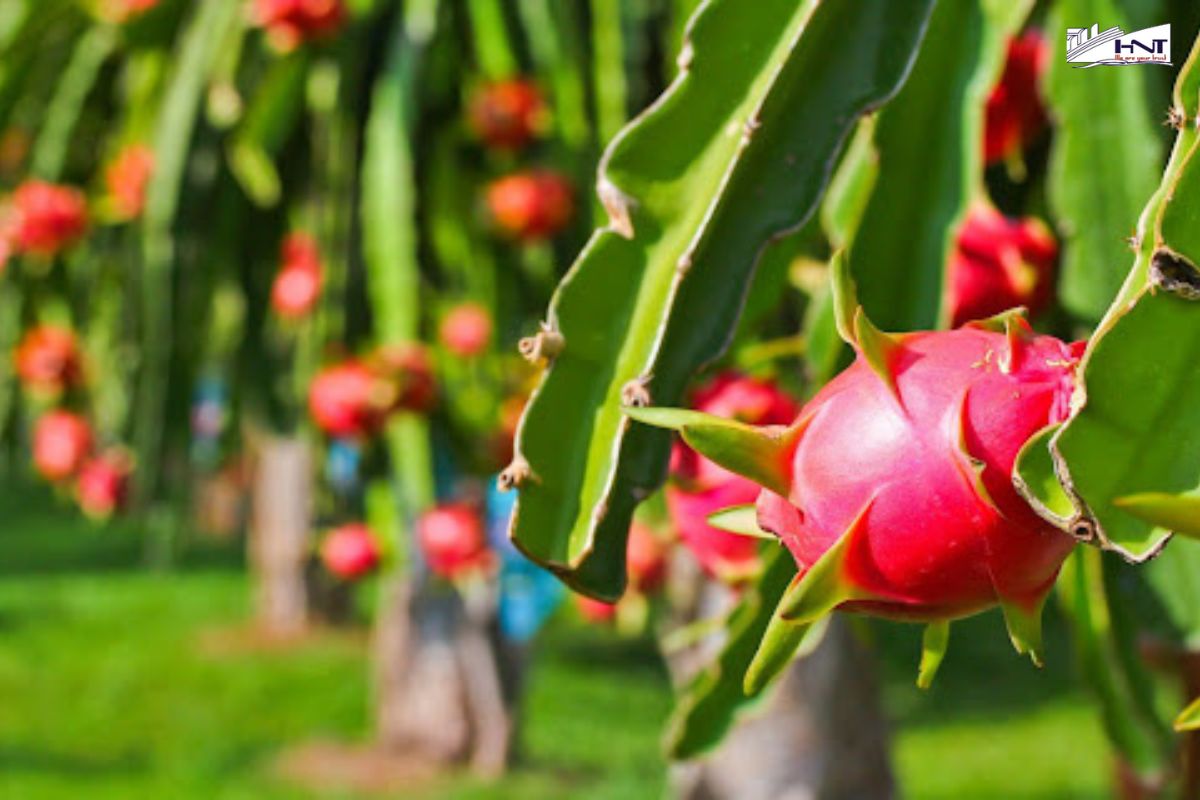 White flesh dragon fruit is a fruit common export