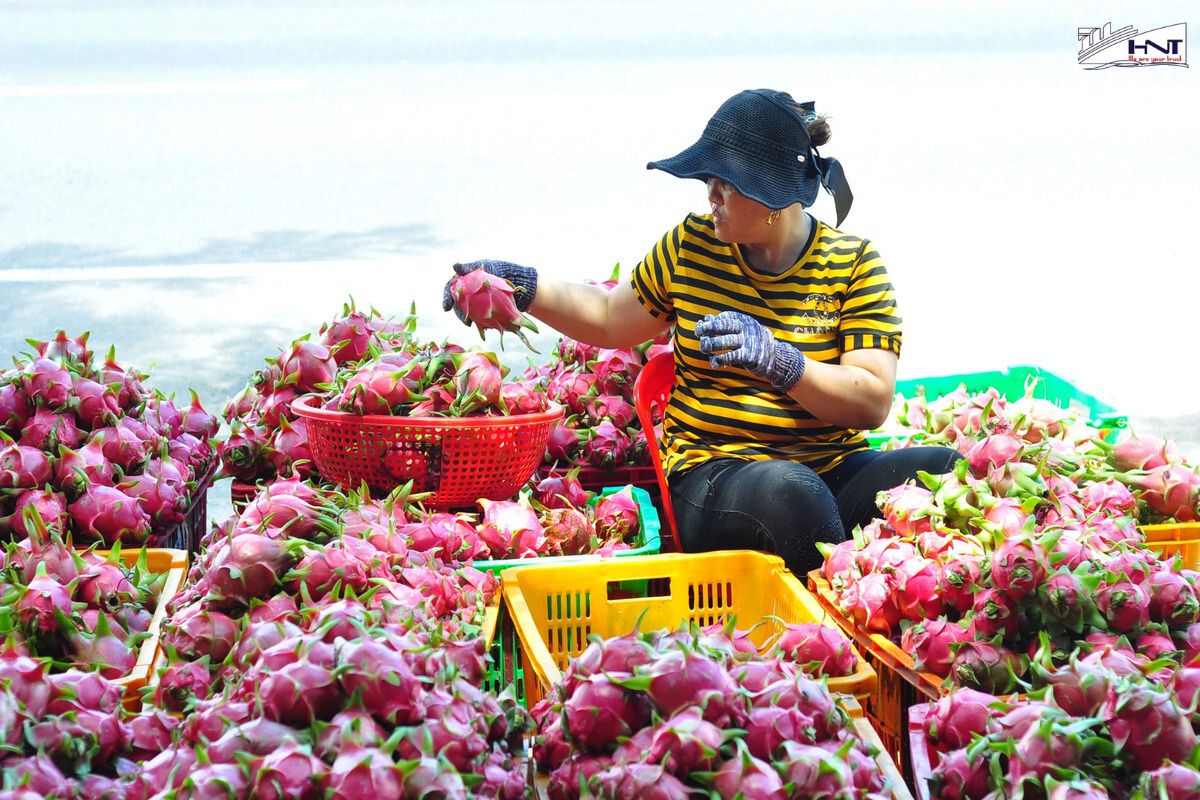 Processing fresh fruits involves many steps.