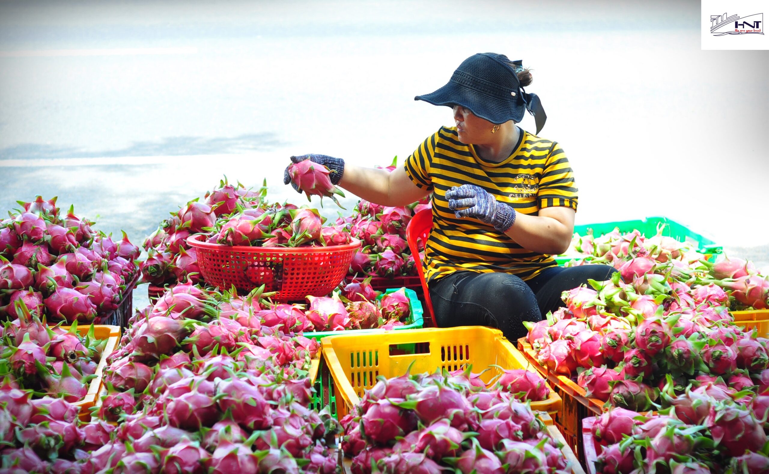 quy trình xuất khẩu trái cây