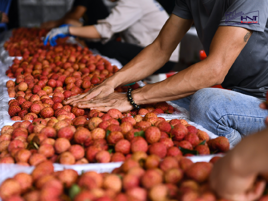 Conditions of export fruit to the Australian market